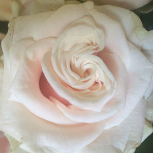 Meet your Posher, Nata